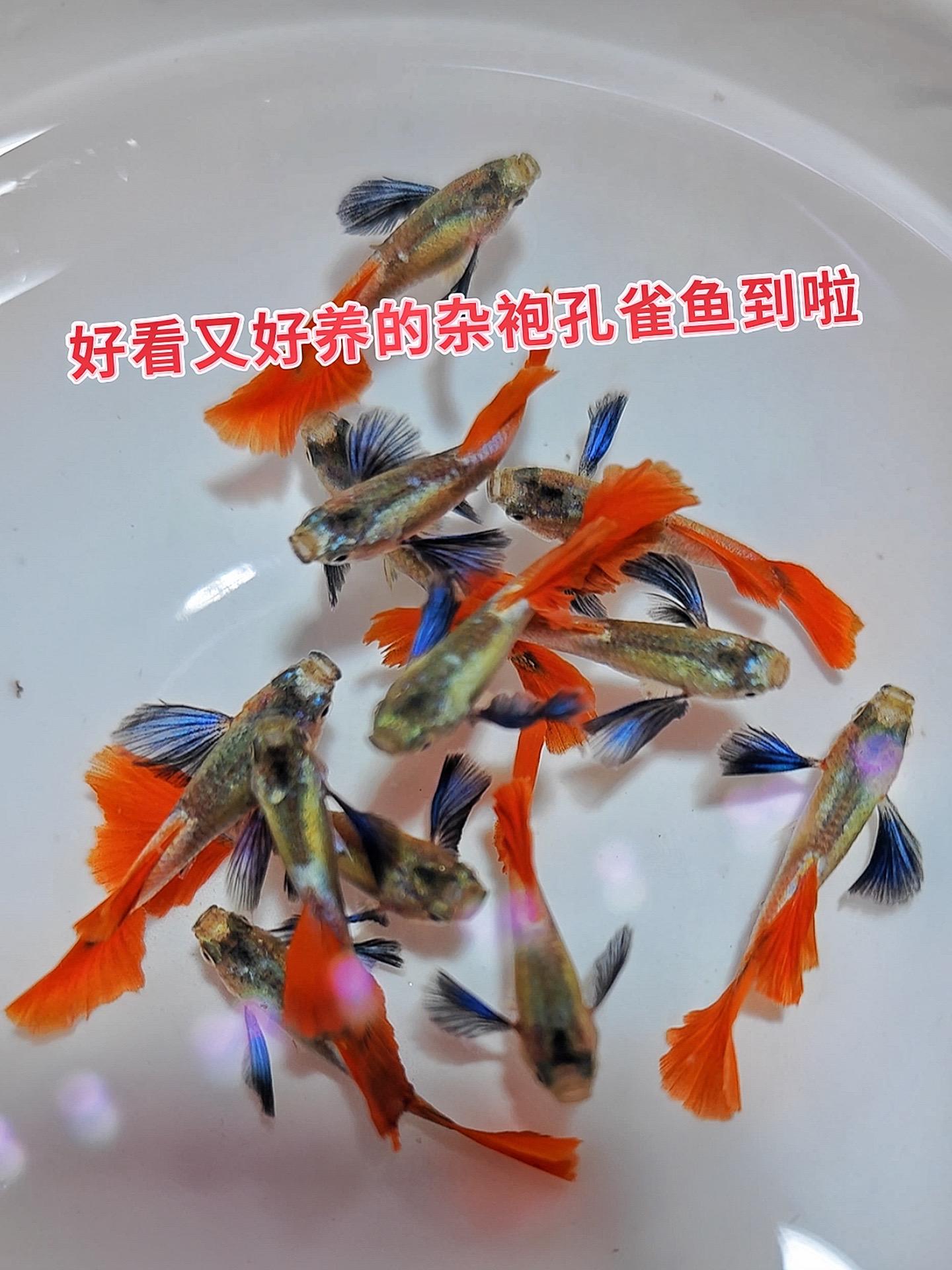 新手养鱼怕养不活？杂袍孔雀鱼是救星！皮实好养不娇贵，对水质、水温要求不...