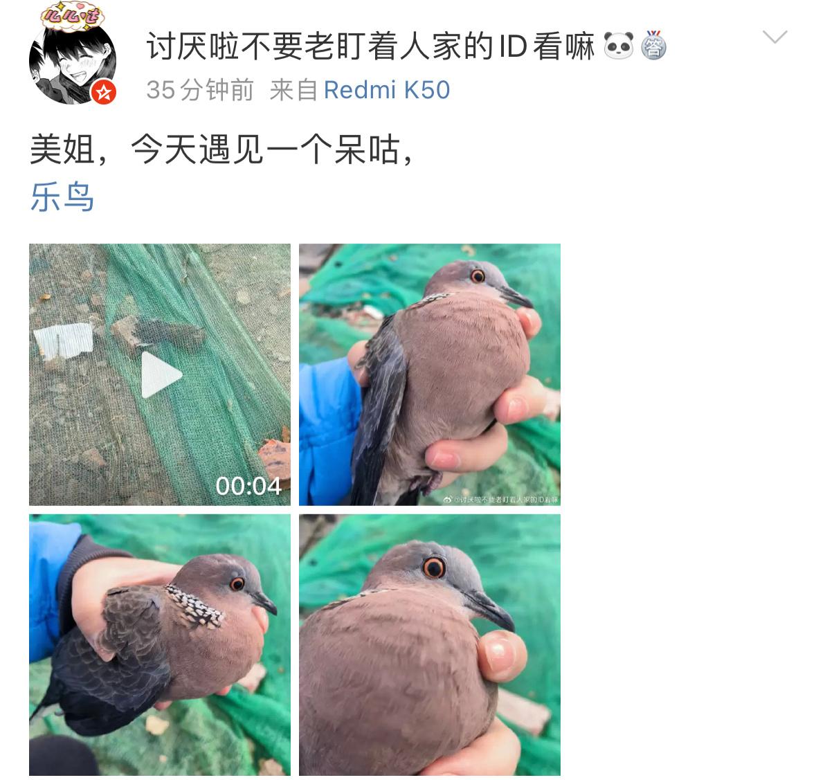 #鸟粉投稿# 防尘网里解救了一只【珠颈斑鸠】傻孩子不知道怎么钻进去了还好被小天才