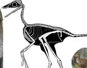 中国古生物研究，持续解锁远古秘密