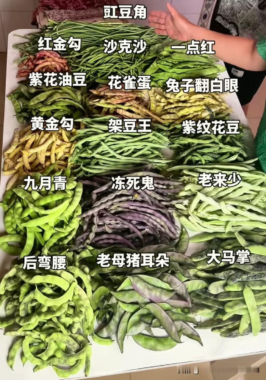 又到了上顿豆角，下顿豆角的时候了
一起来看看东北居然有这么多种豆角。
东北特产豆