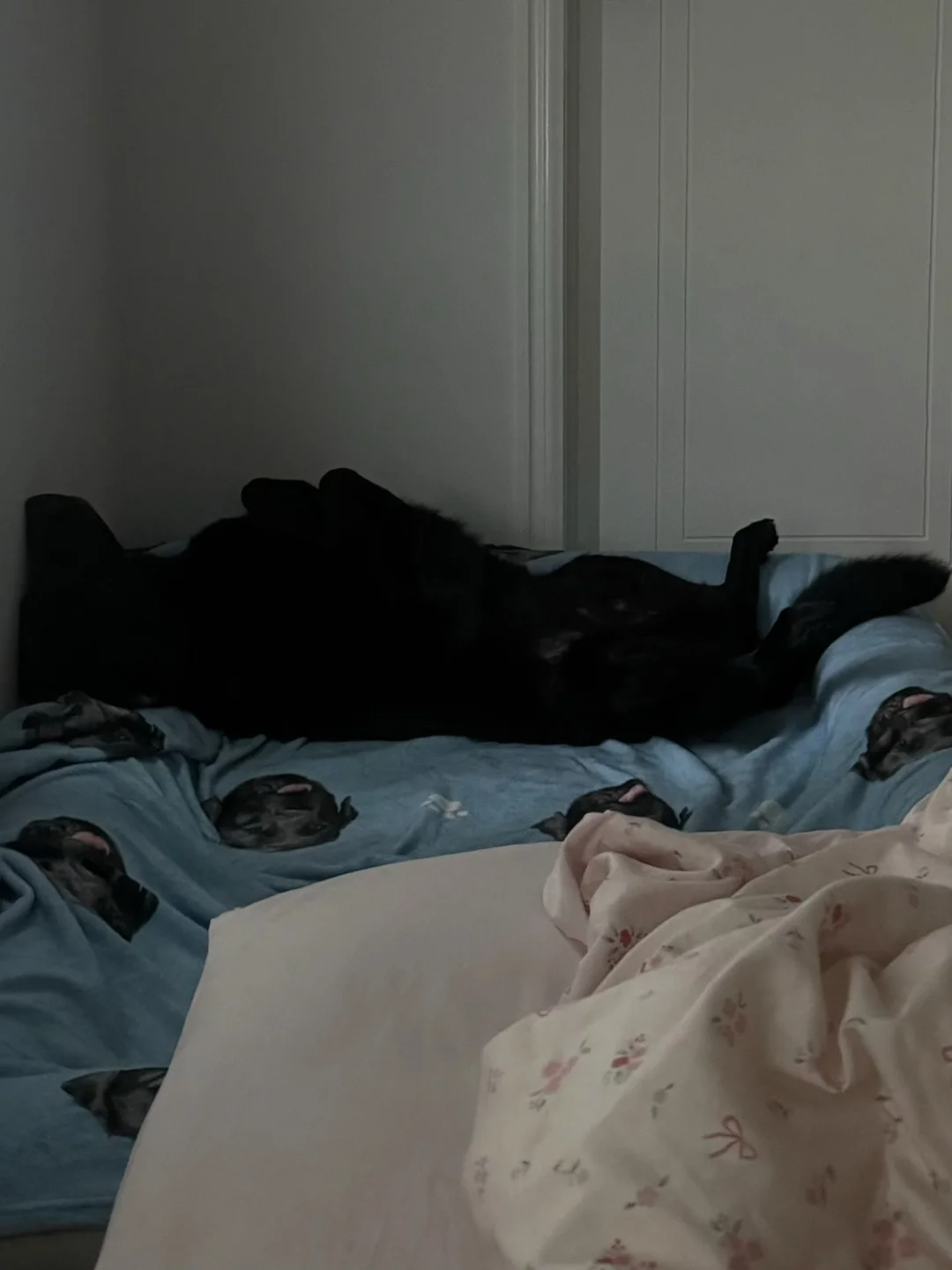 小狗睡觉照片收集 🐕‍🦺