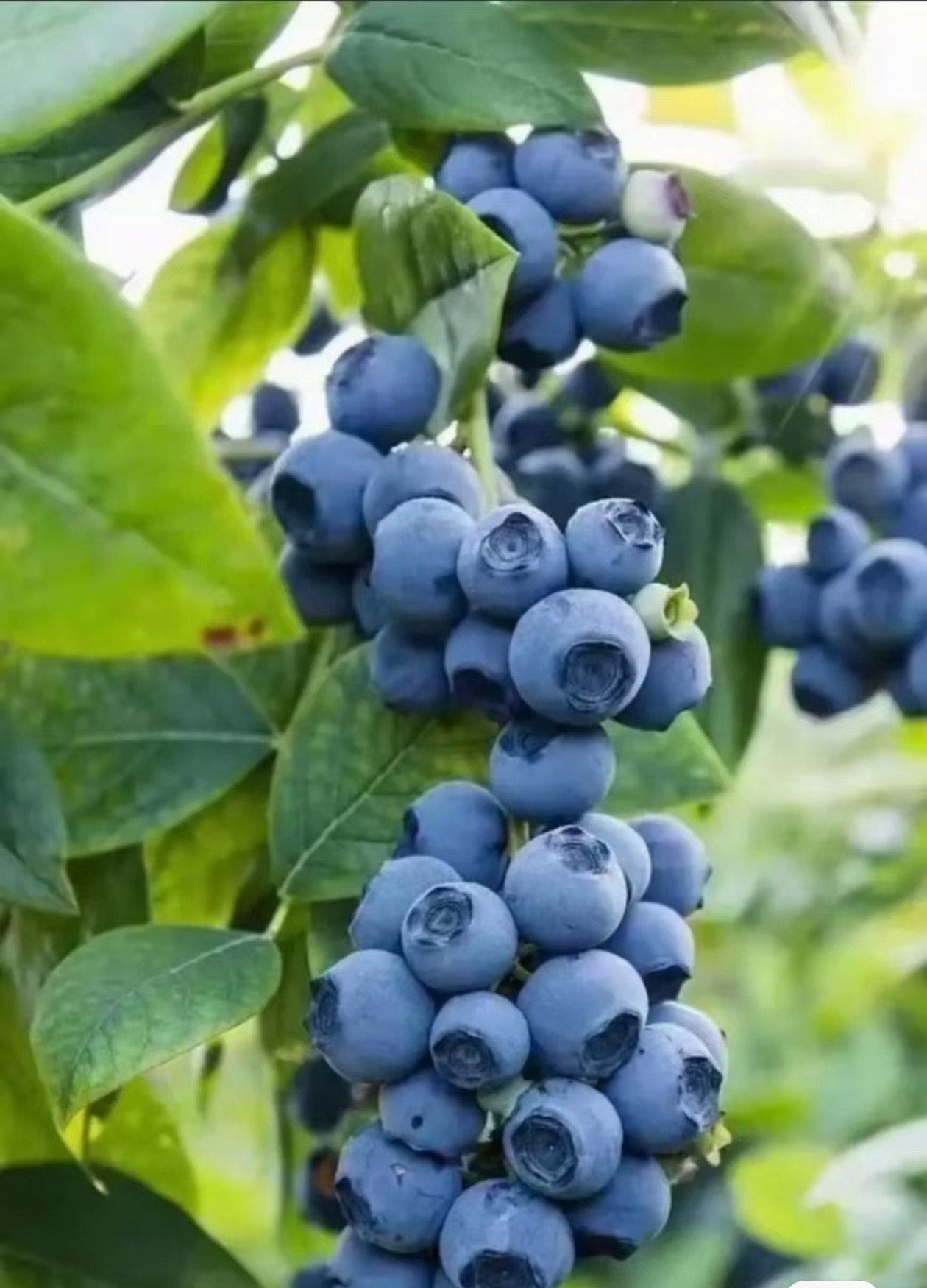 蓝莓种植:1.土壤；蓝莓喜欢酸性土壤，pH值应在4.0到5.5之间。可以使用木屑