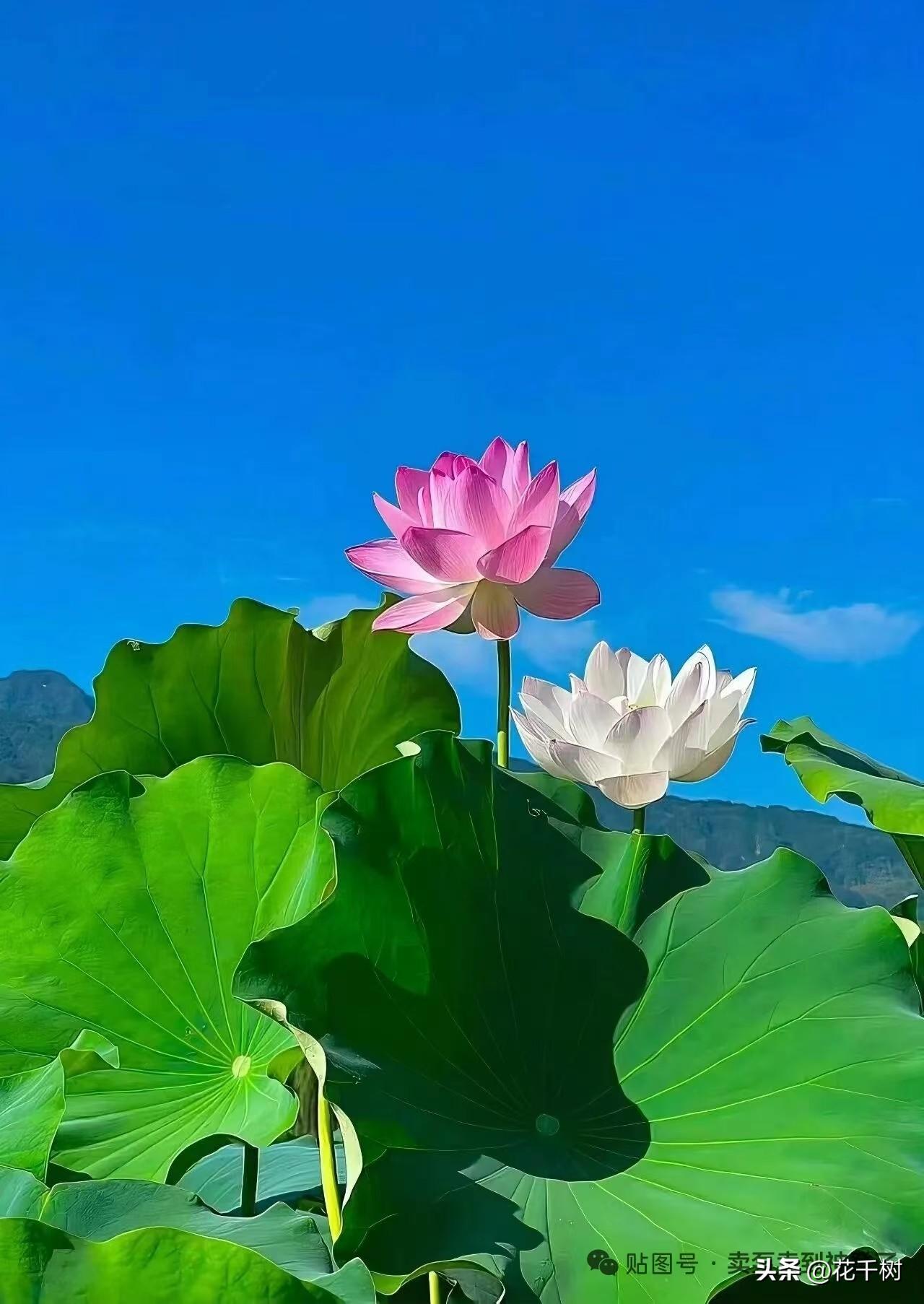 为什么熟人的恶意，总比陌生人的刺—更锋利？
麦家早就点透了本质：你活成了他们连想