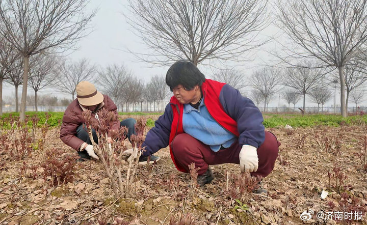 【#300余株古牡丹亮相菏泽#】春日渐暖，牡丹含苞，2026世界牡丹大会、第35