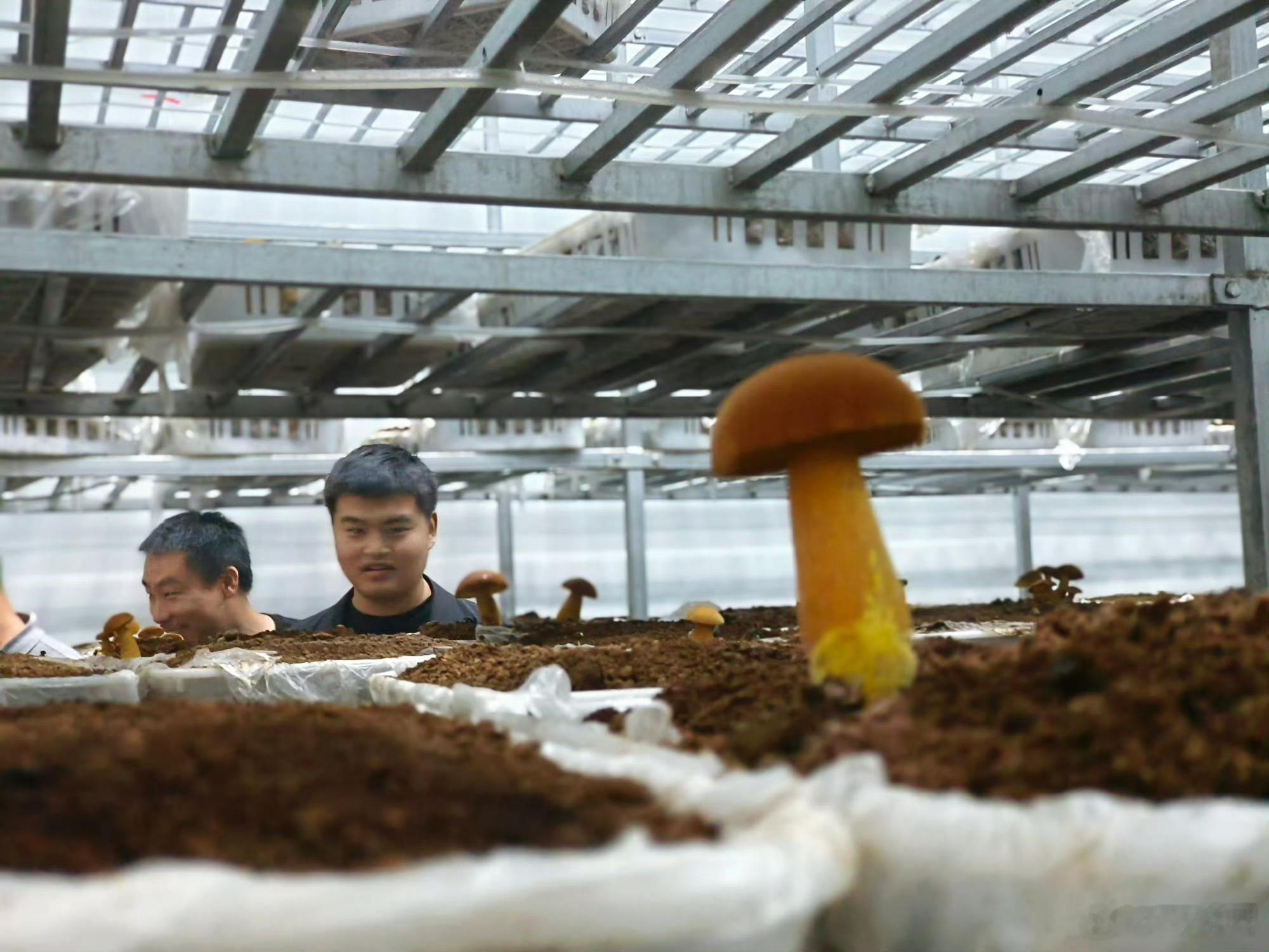 甘肃两当生态兴菌路多元主体共绘生态图景左家乡的食用菌产业并非单打独斗，而是由龙头