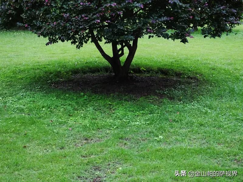 晚上下来乘凉，老张问我为什么物业不停的给院子里的村木浇水？我说不浇能行吗？这些绿