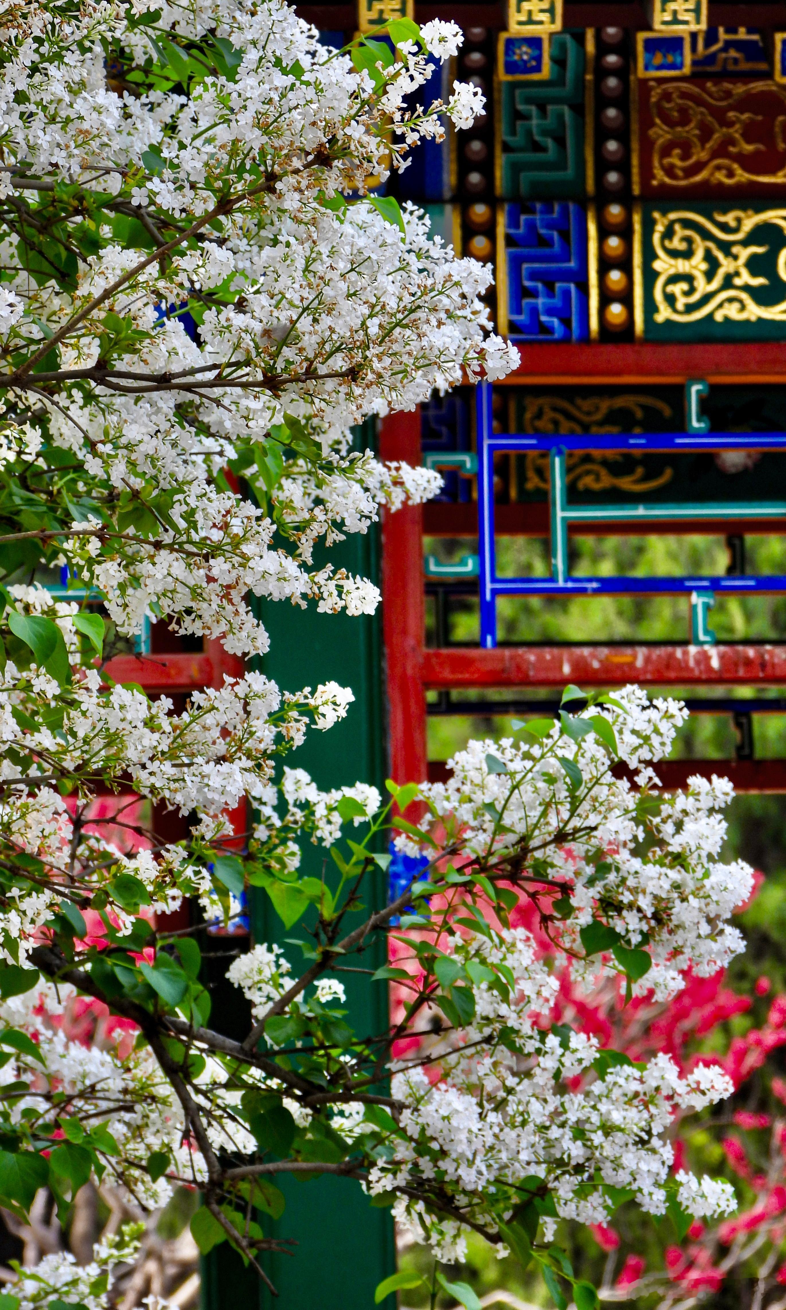 天坛公园 双环亭 丁香花开摄影