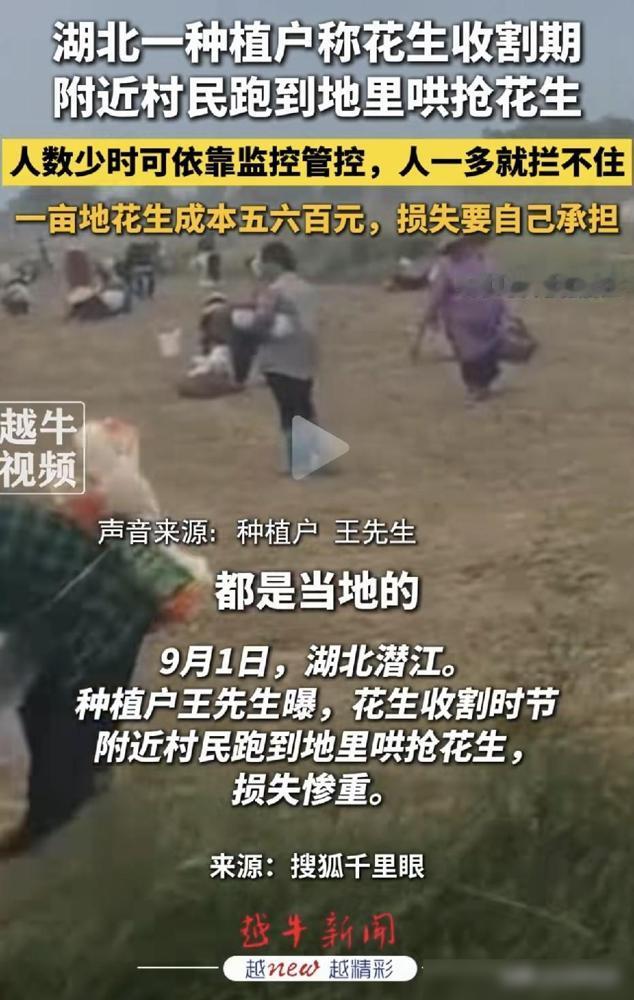 一年辛劳，半天抢光！

说真的，看这事儿心里五味杂陈。种了三十年地的老农民都懂，