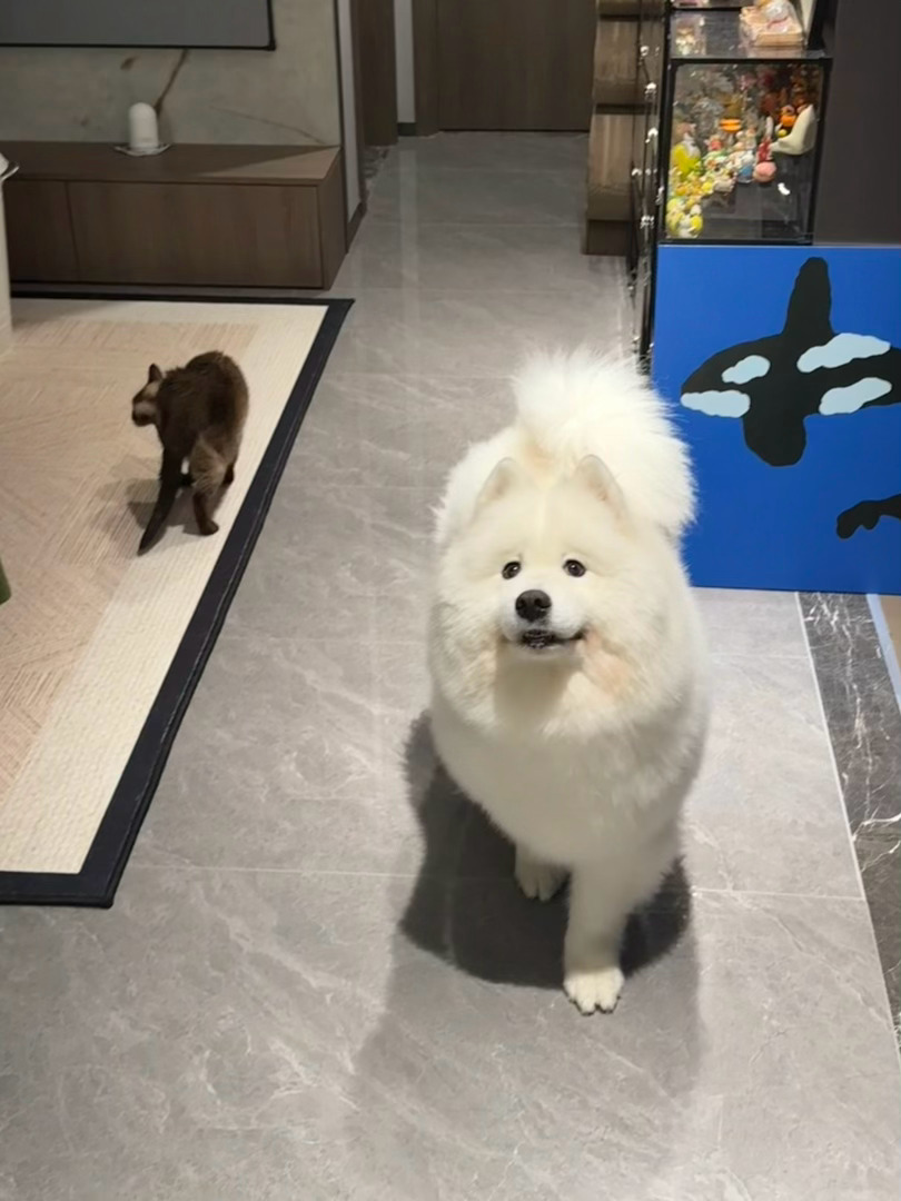 孩子，我只是在赶飞蛾…… 