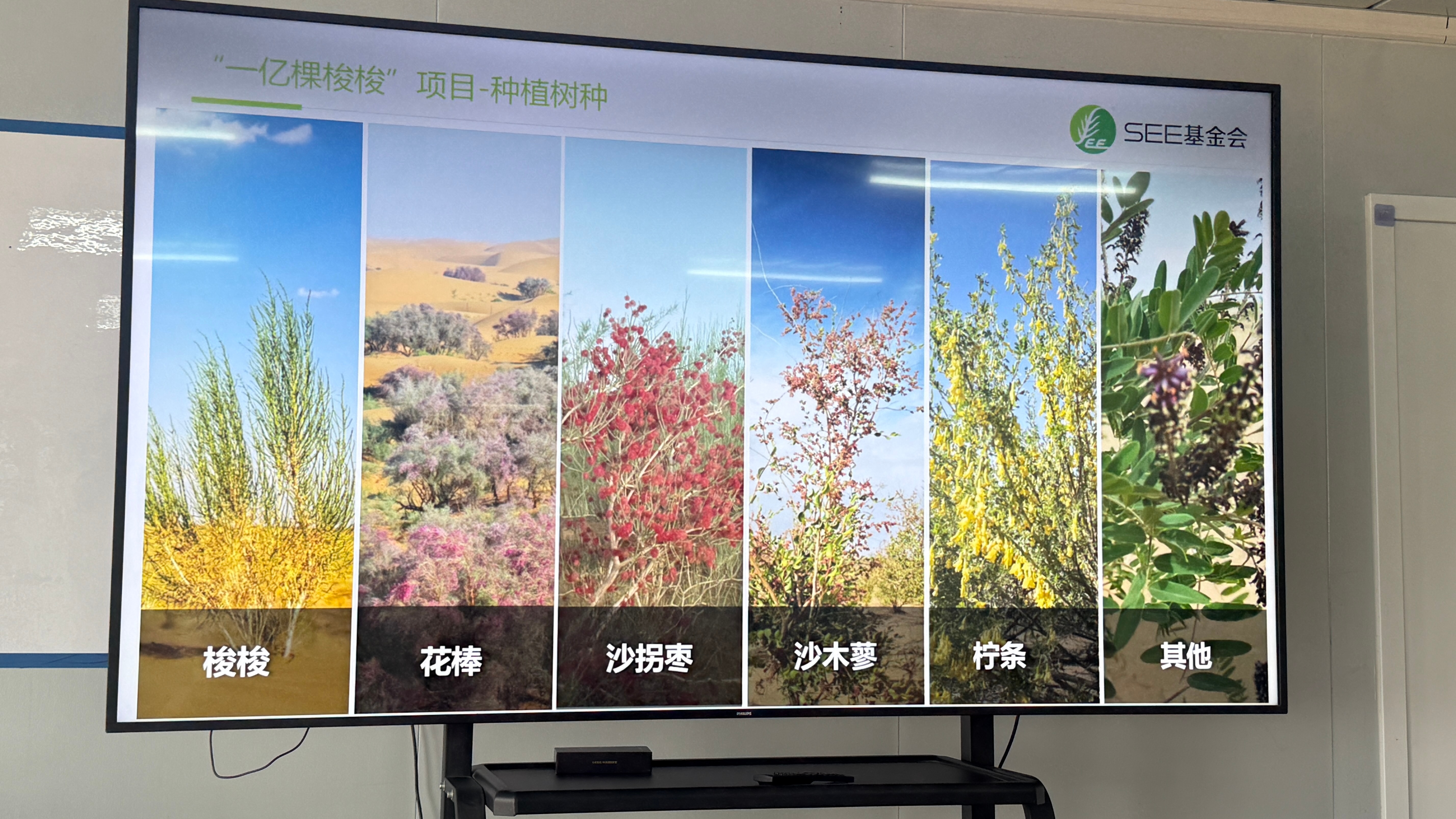 不知道大家有没有在蚂蚁森林攒过能量种过梭梭树？🌿记得那时候天天偷好友的能量，但