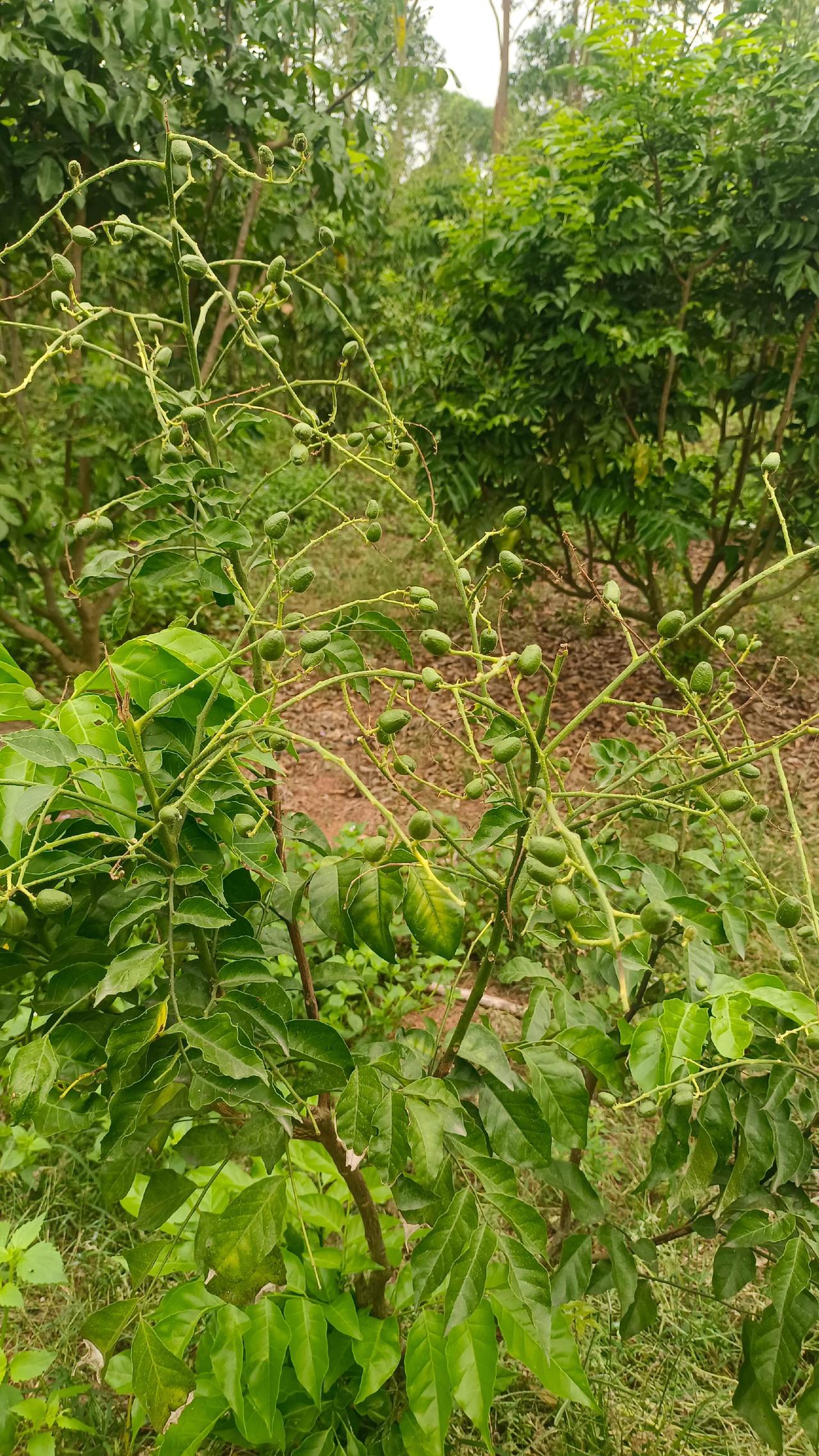 虽然花长花短与落果有很大关系，但不能因为长得高容易碰头也有错，花短可能坐享其成，