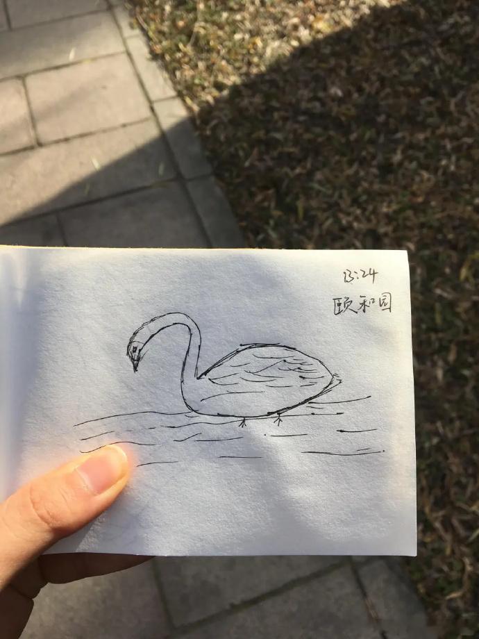 鹅看了鹅都得哭[融化]颐和园的鹅看了都要哭出来 ​​​
