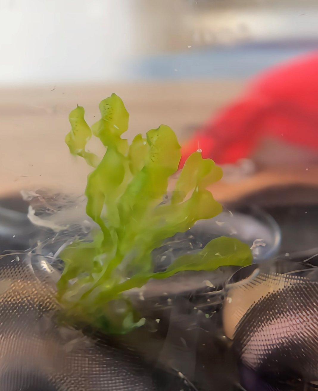 一年前的美瞳竟然长水草了 