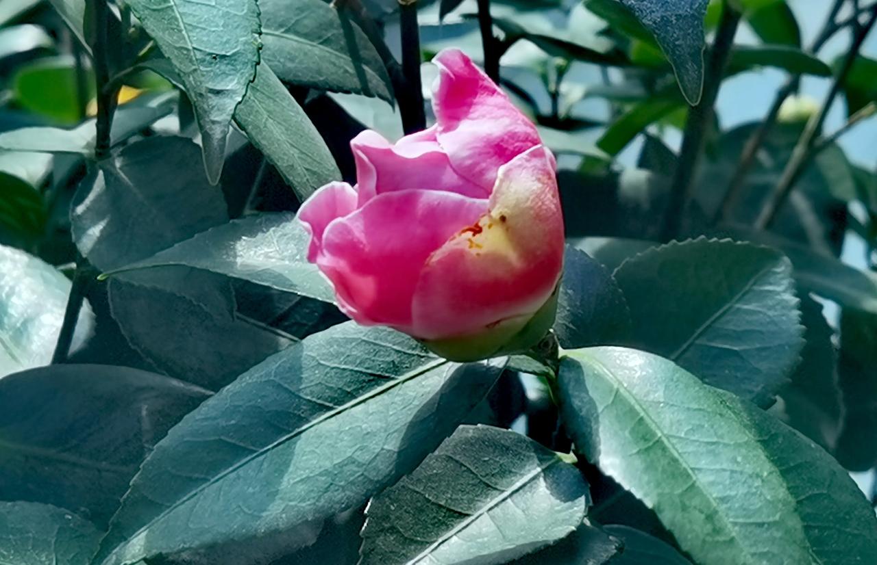 茶花 冬日茶花！邻居家要娶儿媳妇了，他家把花园原来种的菜拔了，全部种花，有三角梅