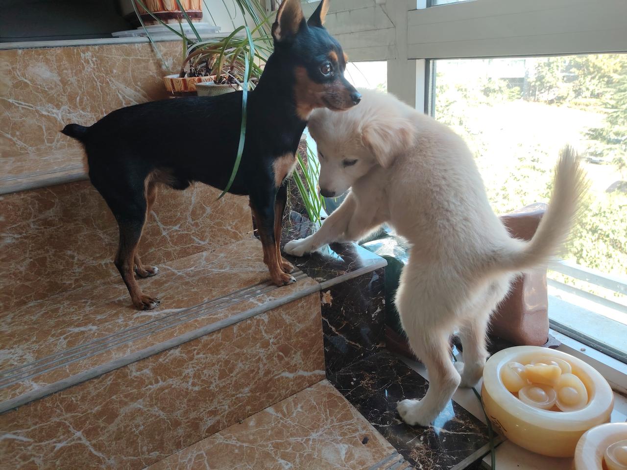 家里来了两个毛孩子，一只机灵的小鹿犬，一只软乎乎的浅色小奶狗，从此家里的楼梯间，