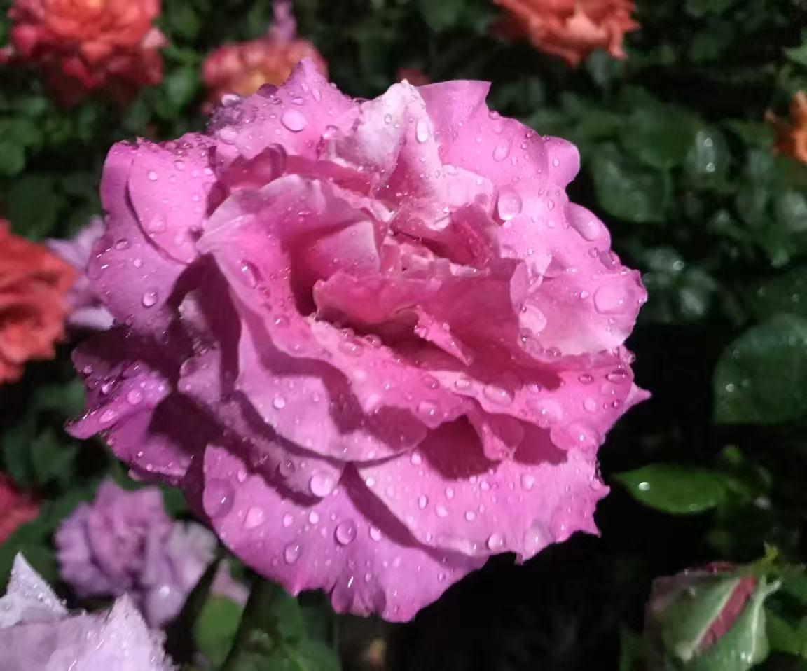 给大家分享我相册里昨天晚上雨后拍的月季花。雨后的月季花简直美炸了！花瓣上挂着晶莹