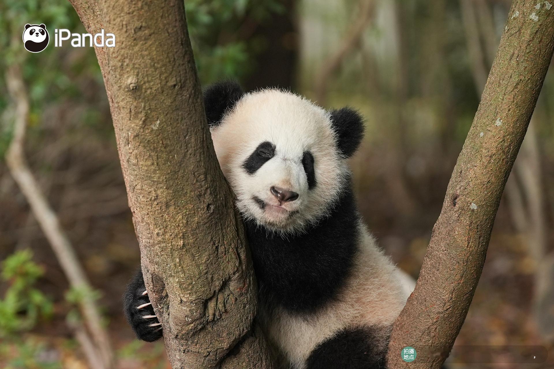 小年看“汤圆”，一年甜甜甜～30秒内，我预感新的一年你的生活一定比蜜还甜马年看熊