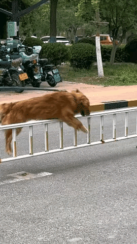 狗狗的精力总是旺盛的，在它眼里都是快乐的玩具，这只狗狗真幸福，不用愁着吃喝，就一