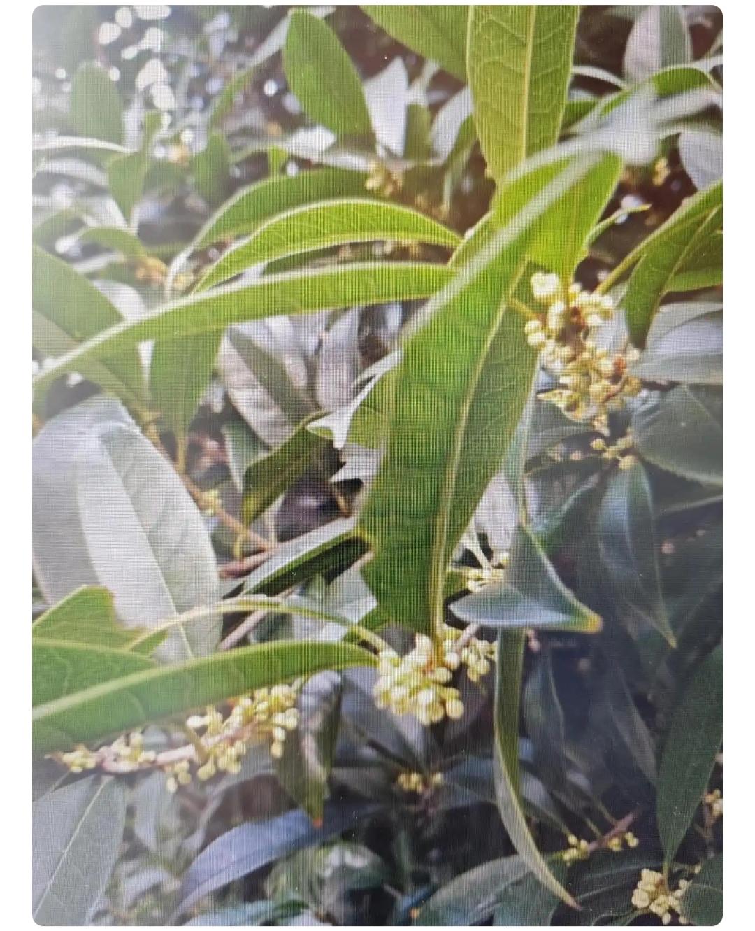 下联：素月寒霜染老枝

赏析：上联“金风玉露催新蕊”描绘秋日晨景，金风拂、玉露润