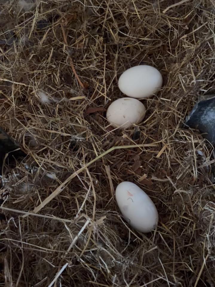 【农场日记】又一只小鹅开始产蛋啦，收获一枚长长的初生鹅蛋。煮土鹅蛋，火候把握得好