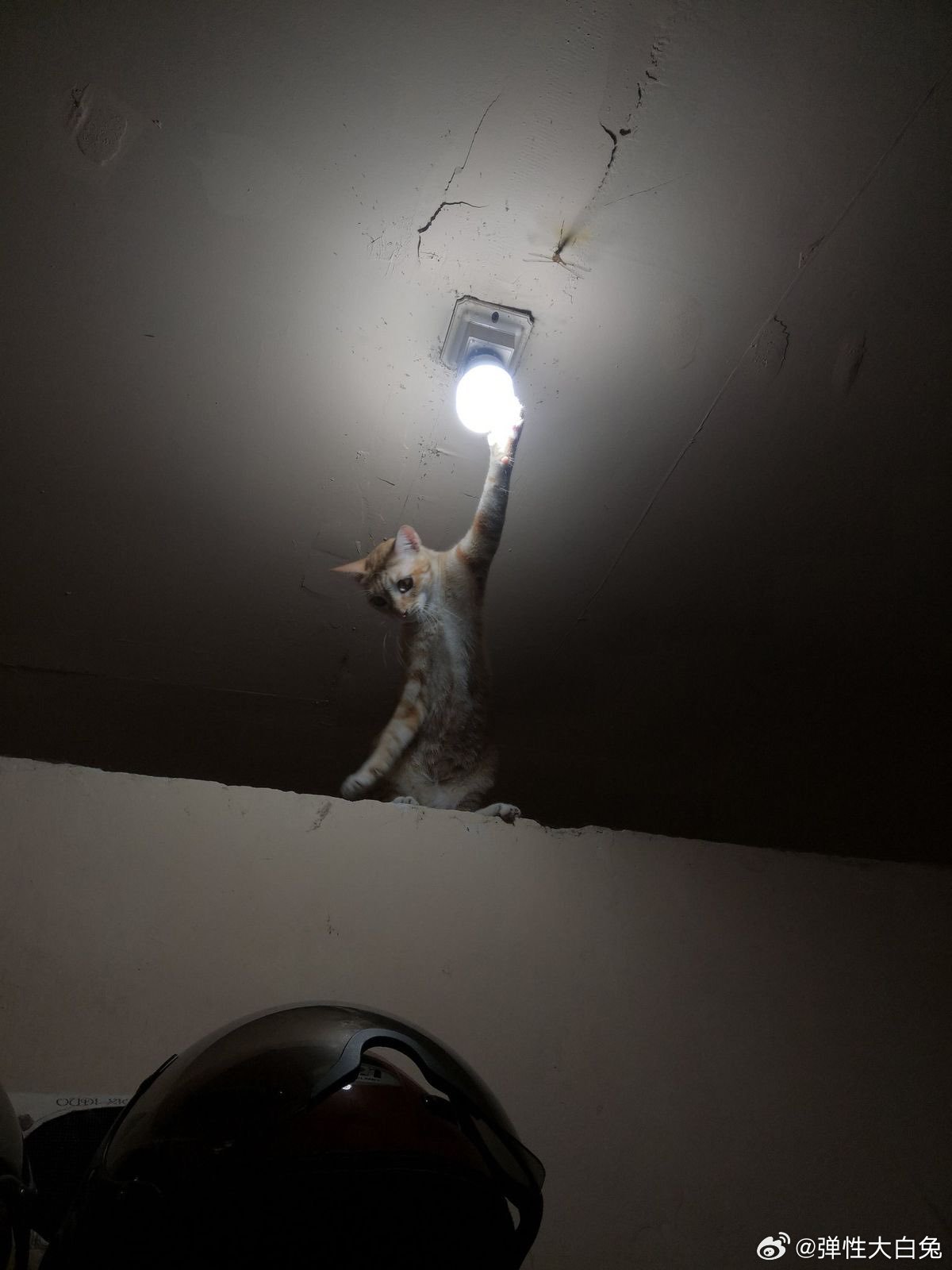猫猫鸣人  火影忍者 ​​​