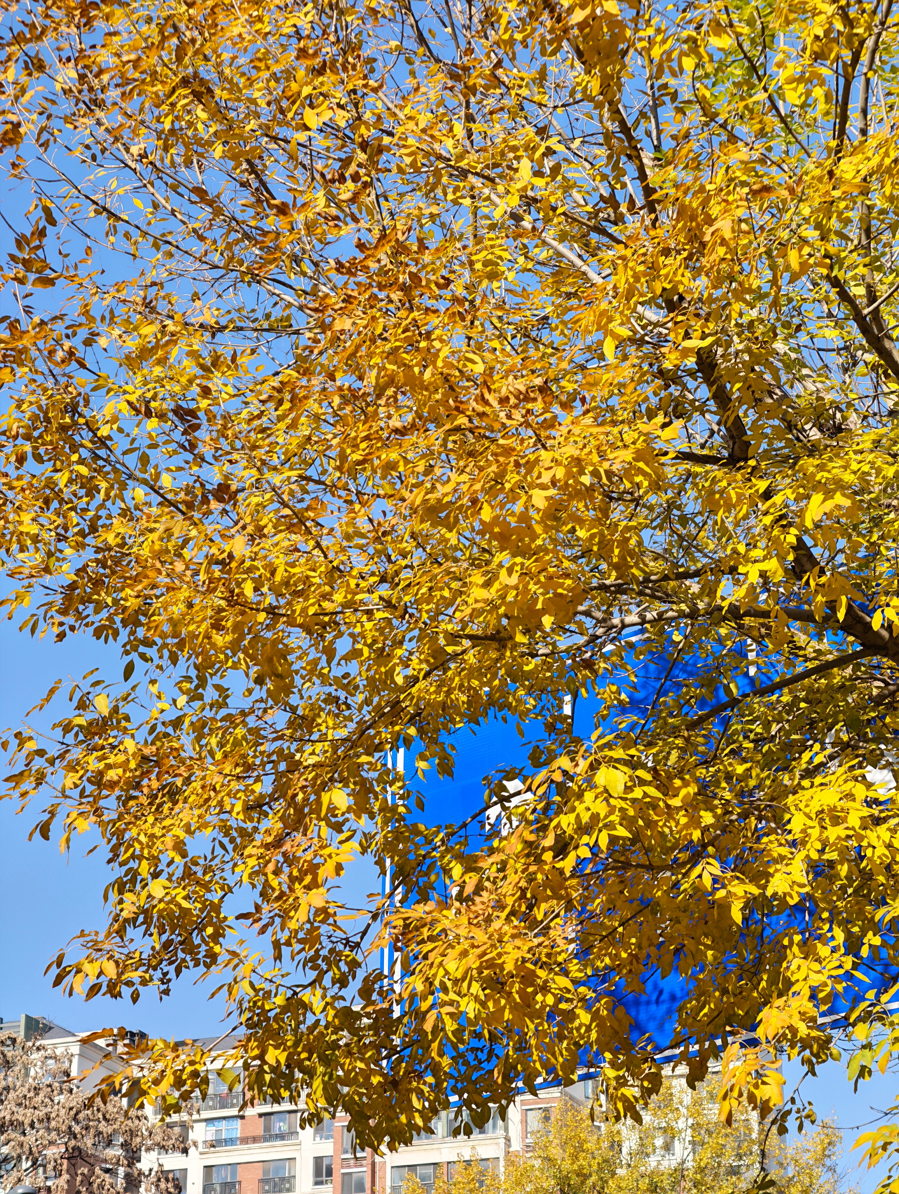 今年还没正经看过秋叶呢 