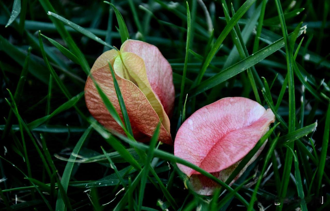 秋月随拍
#秋日生活打卡季##随拍花草欣赏#