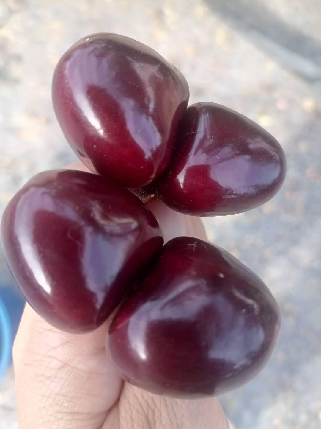 瓦房店大樱桃，这几年天天吃，吃到吐