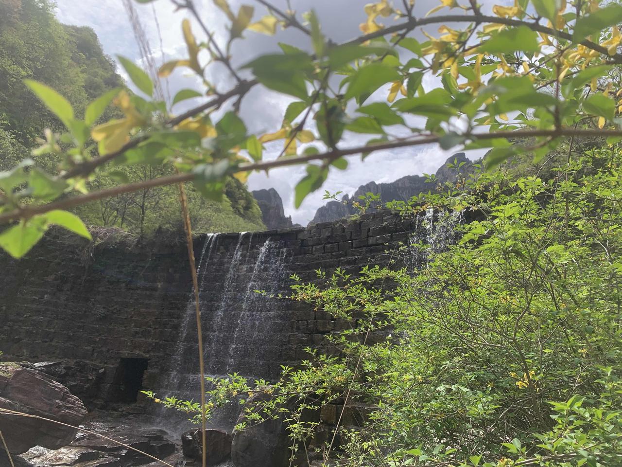 山珍海味，人们常说，吃的好就是山珍，那山野菜是不是山珍呢。
        大前