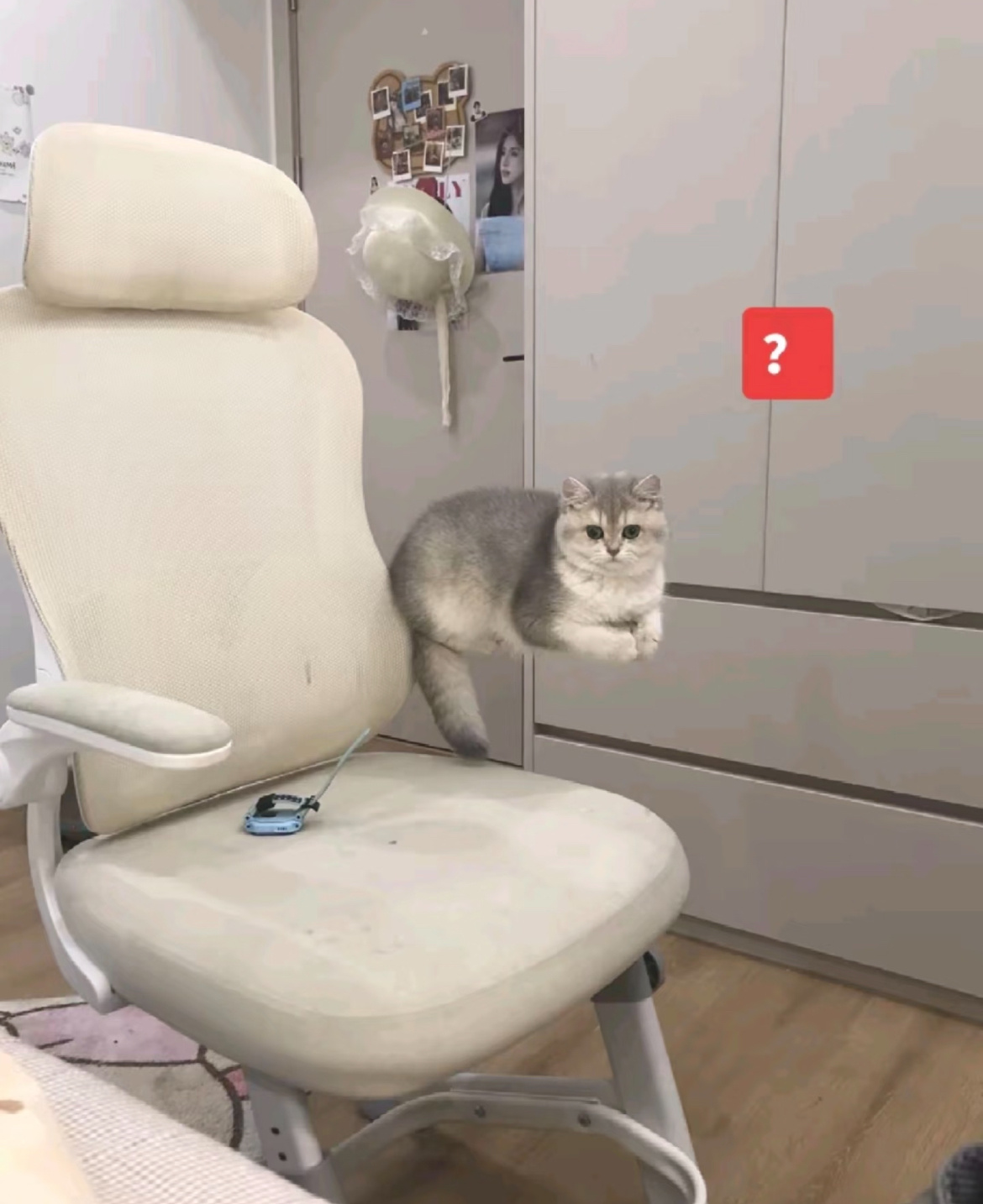 传说中的磁悬浮猫咪 