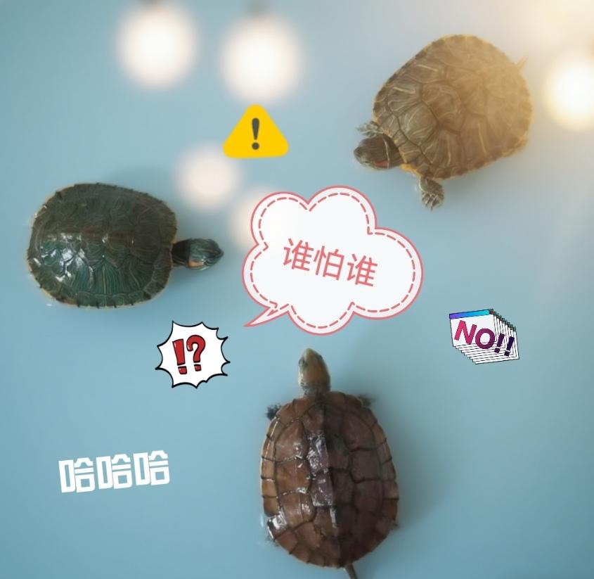 养龟日常记录：三军对垒，谁输谁赢？哈哈哈……

今天刚吃完早餐，儿子就把龟龟从缸