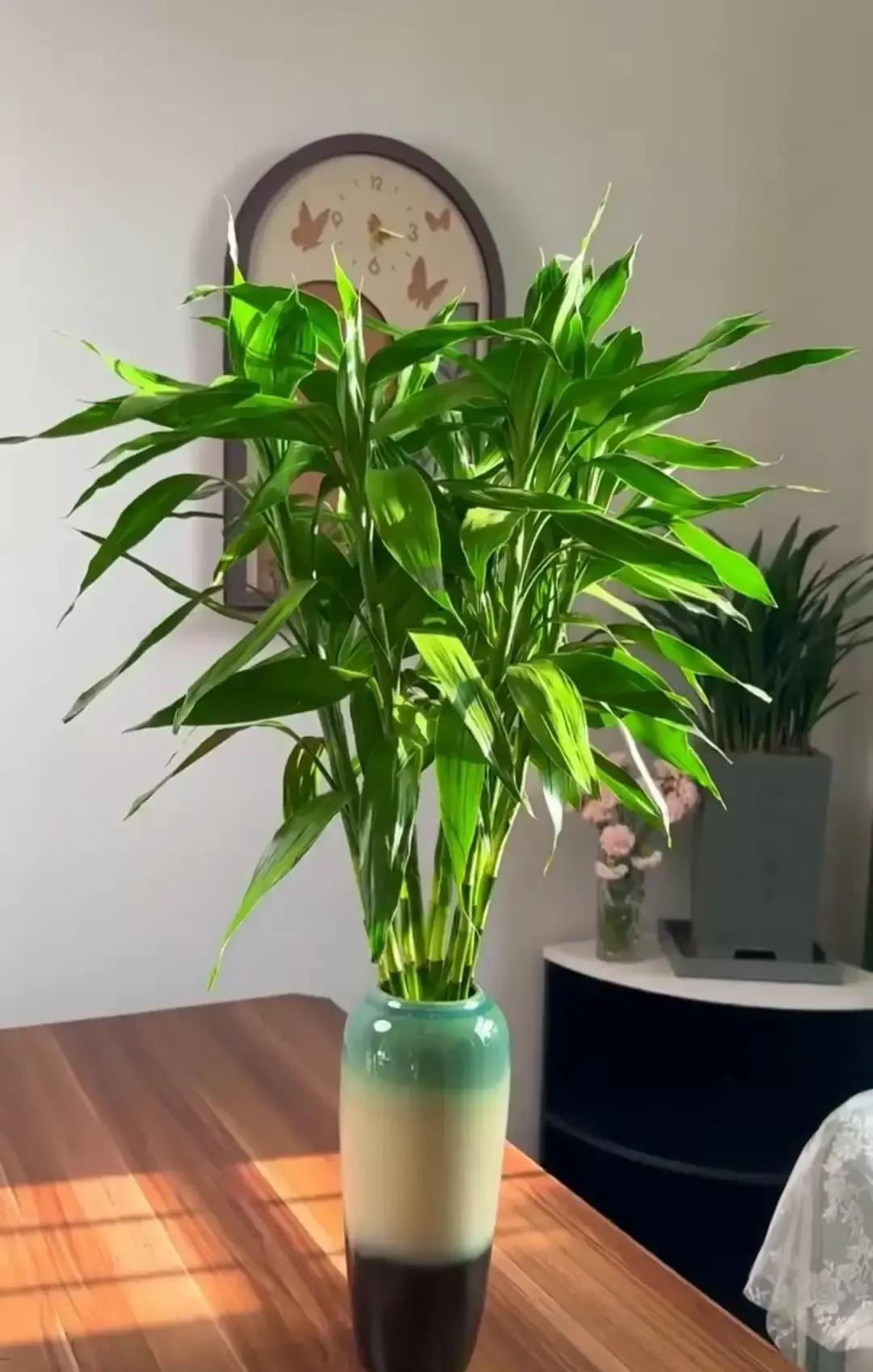 我跟着小红书那位姐姐的节奏，把三根富贵竹插进喝完的酱菜瓶，自来水晾一晚就算开光。