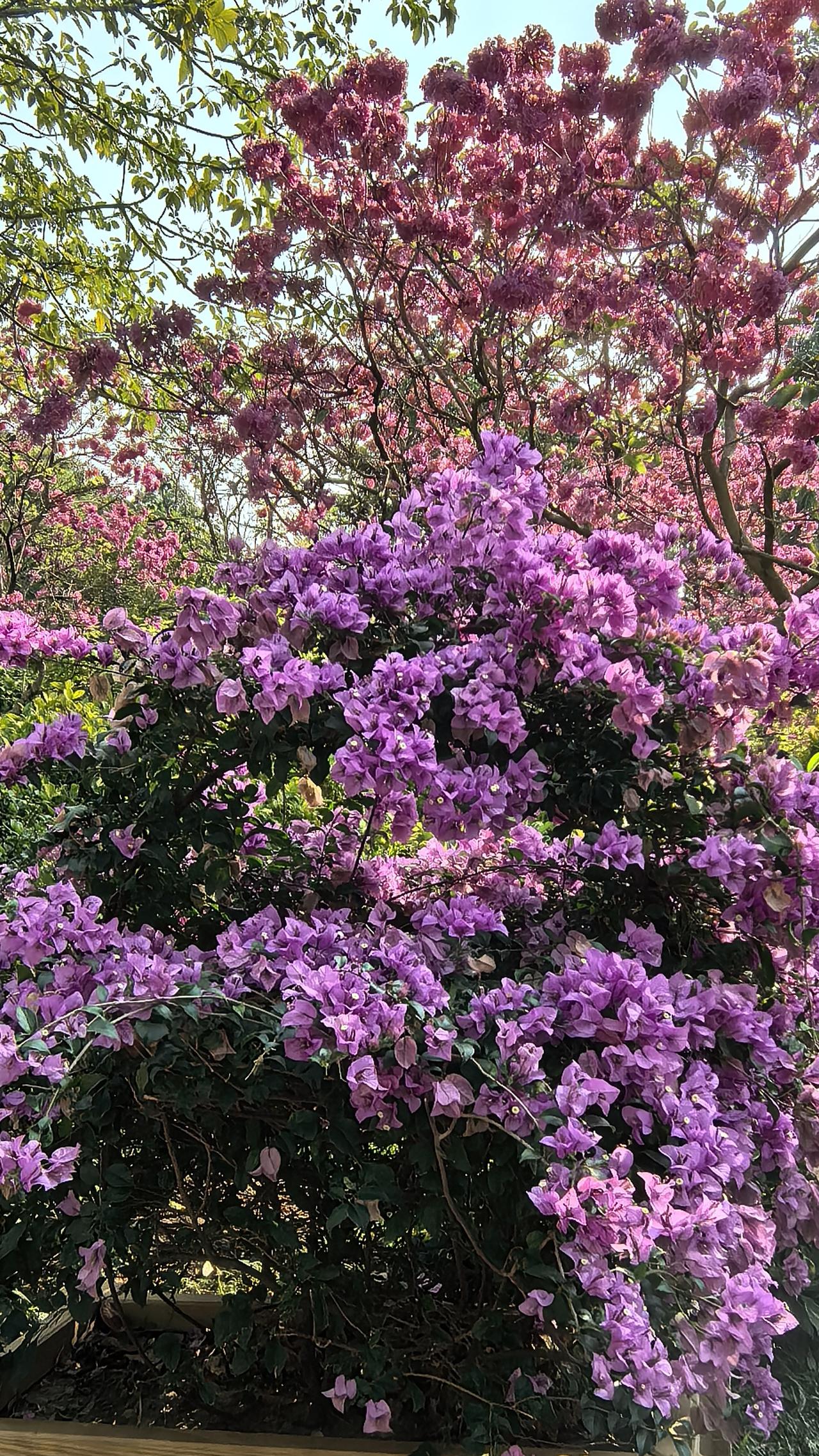 冬日生活打卡季 冬季在广州华南植物园邂逅三角梅，紫红、玫红、奶白……色彩缤纷，与