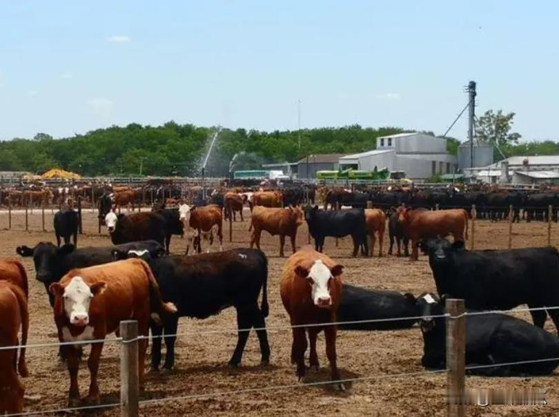 阿根廷议员开始质疑总统，为什么拒绝加入金砖。阿根廷总统米莱在元旦前给各金砖国家领