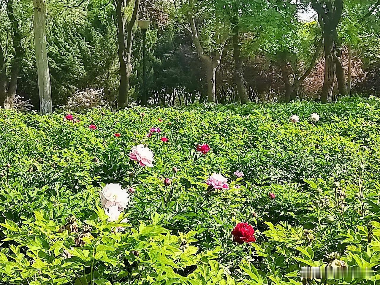 花园中被航拍到的“毒花”。

近日，朋友花园里的“花”竟然被航拍到了。

昨天朋