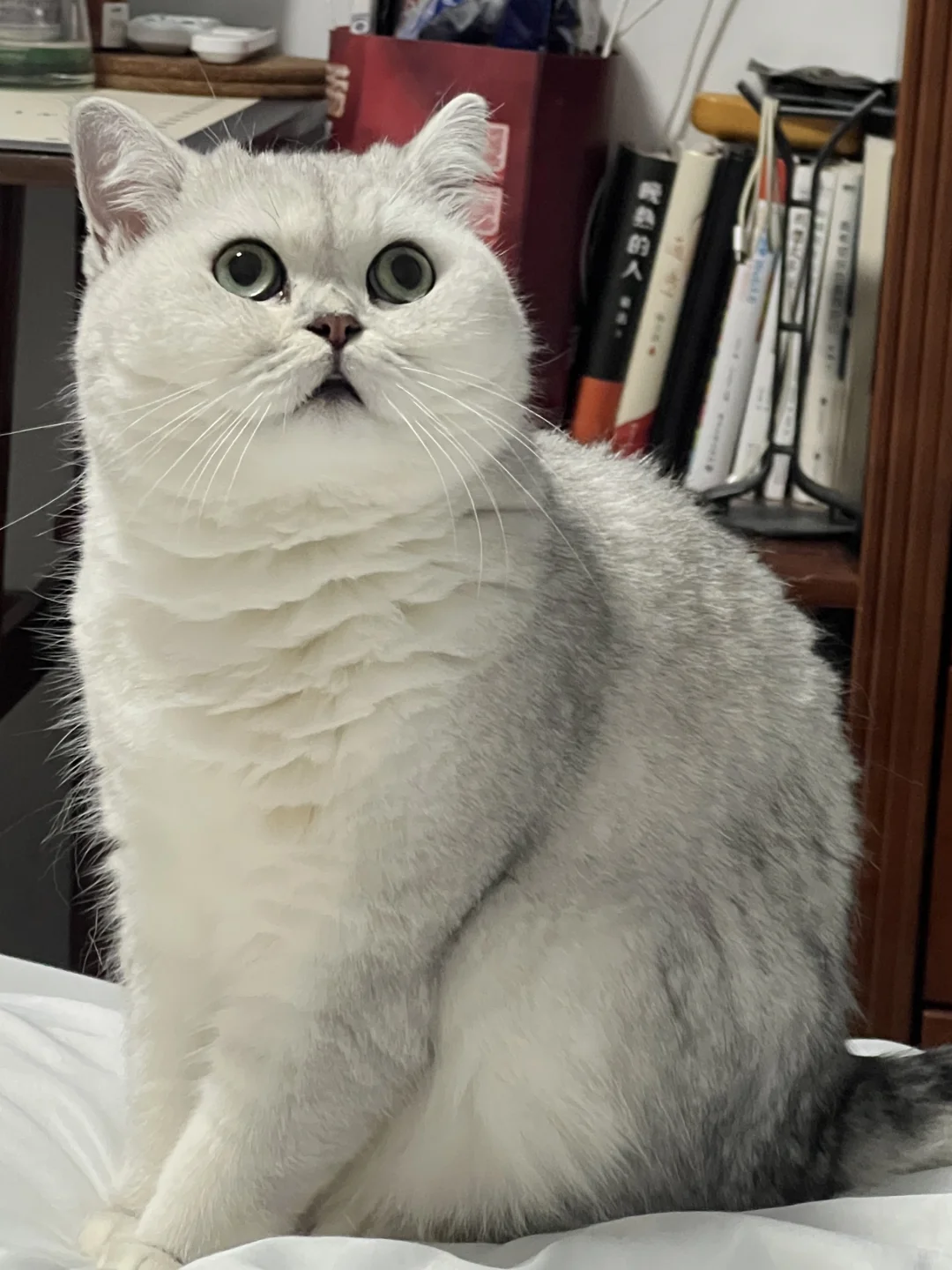 胖猫猫害怕，麻麻你看空调上面有动静