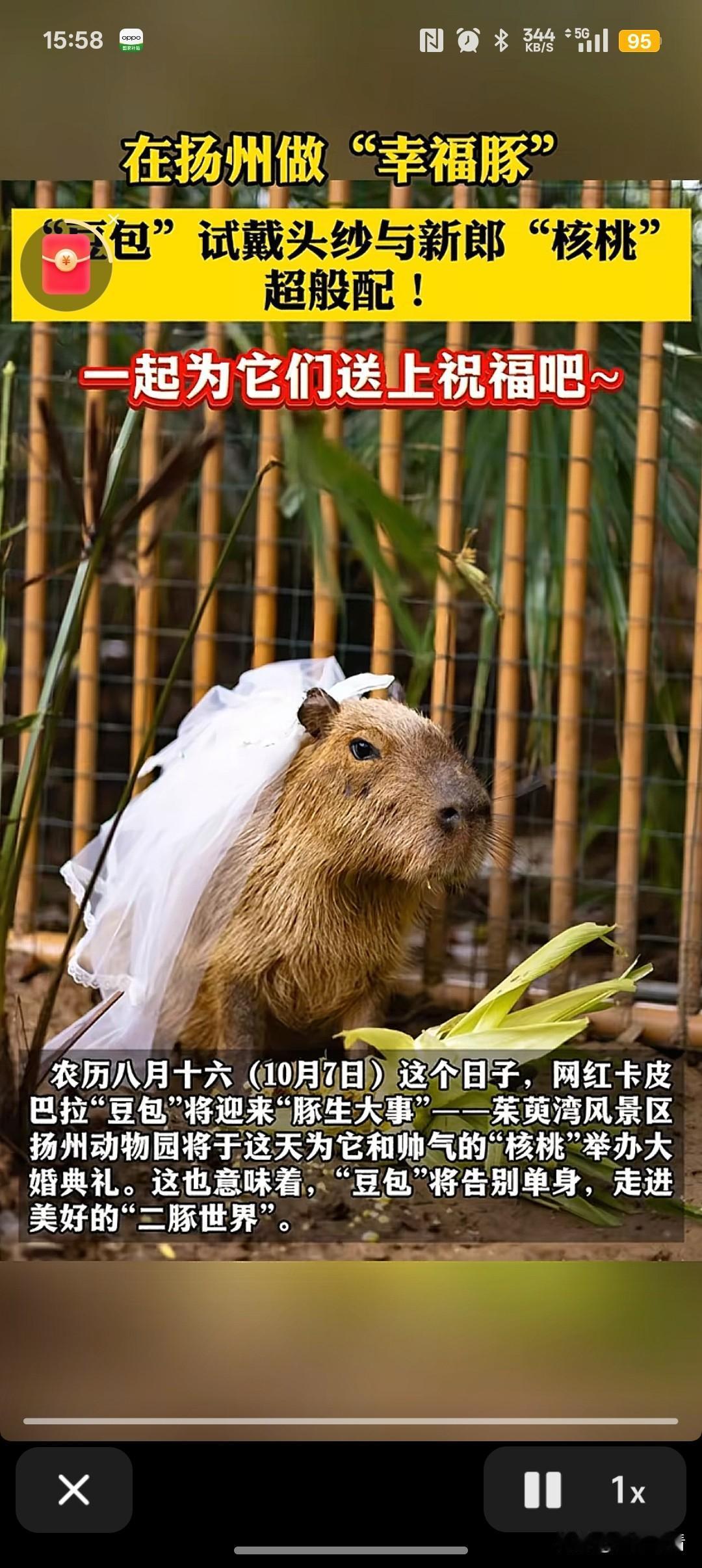 扬州要办婚礼啦！主角是人气水豚“豆包”和新郎“核桃”！
 
10月7日（农历八月