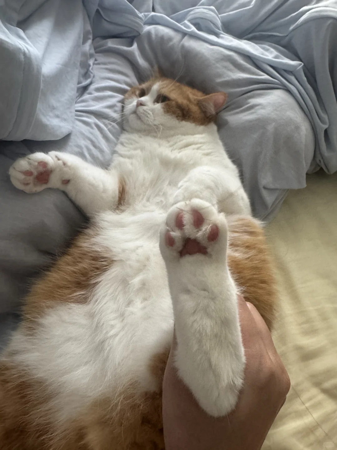 听说有款奶茶和这玩意儿一个味儿？