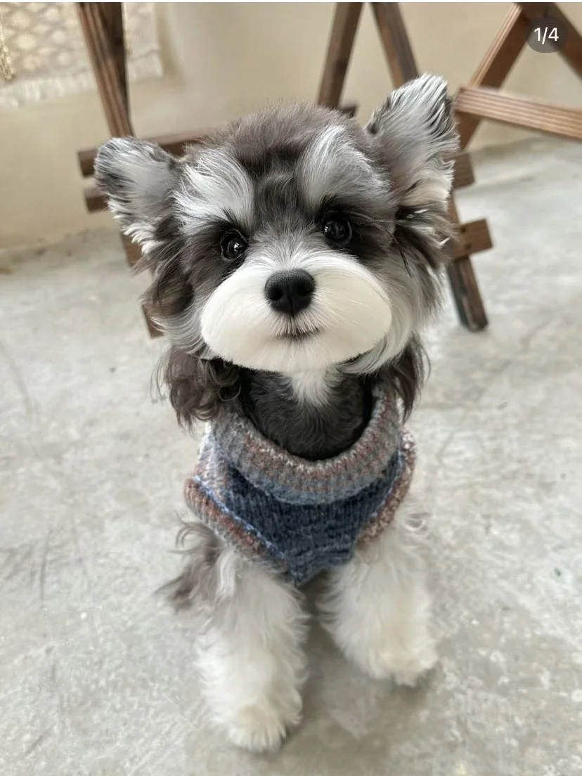 小型犬专用的去泪痕狗粮来咯！！！