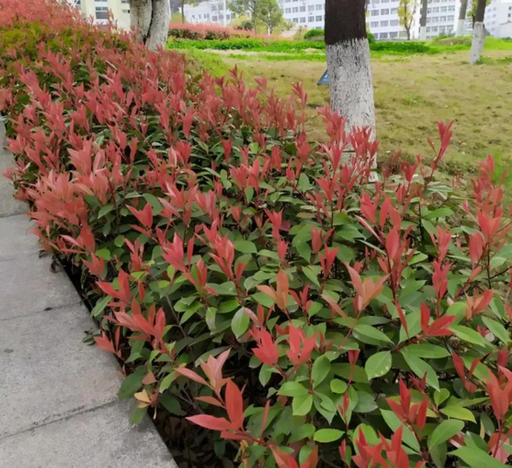 被人类修理和招人喜欢的石楠

石楠是各大城市道路绿化带，首选的风景树。

石楠喜