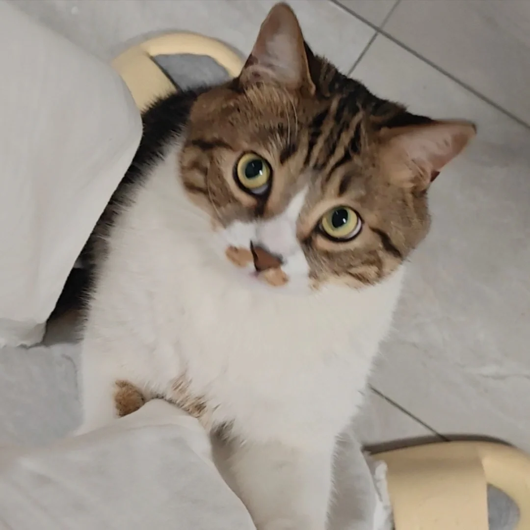 小猫，你是一个小机灵鬼