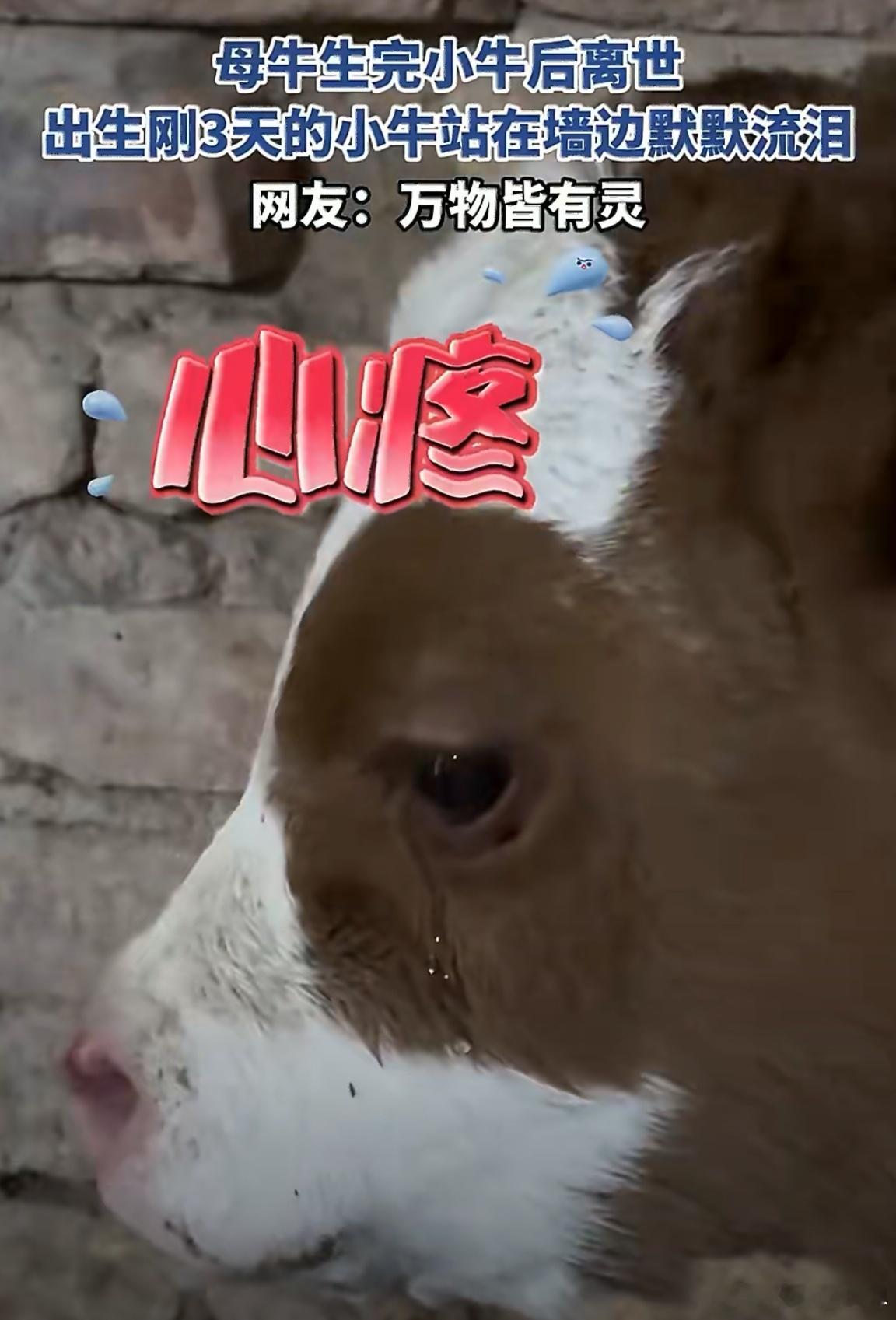 母牛去世出生3天小牛墙边独自流泪宁夏一只母牛生完小牛后离世,出生刚3天的小牛站在