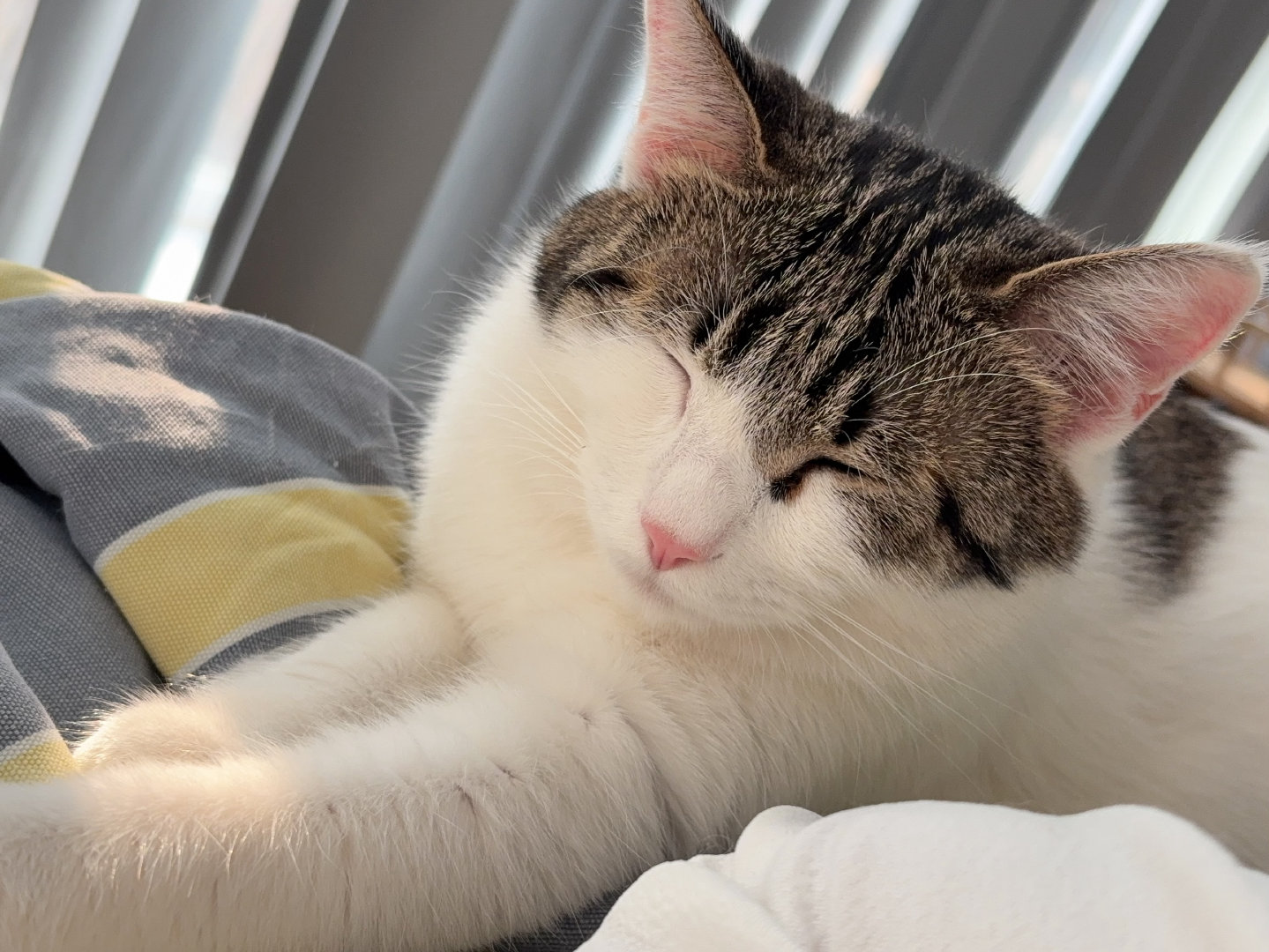 我的花园我的猫 蛋妞是一个笑颜如花的美妞，看着她，你的嘴角也会不由自主往上翘。 