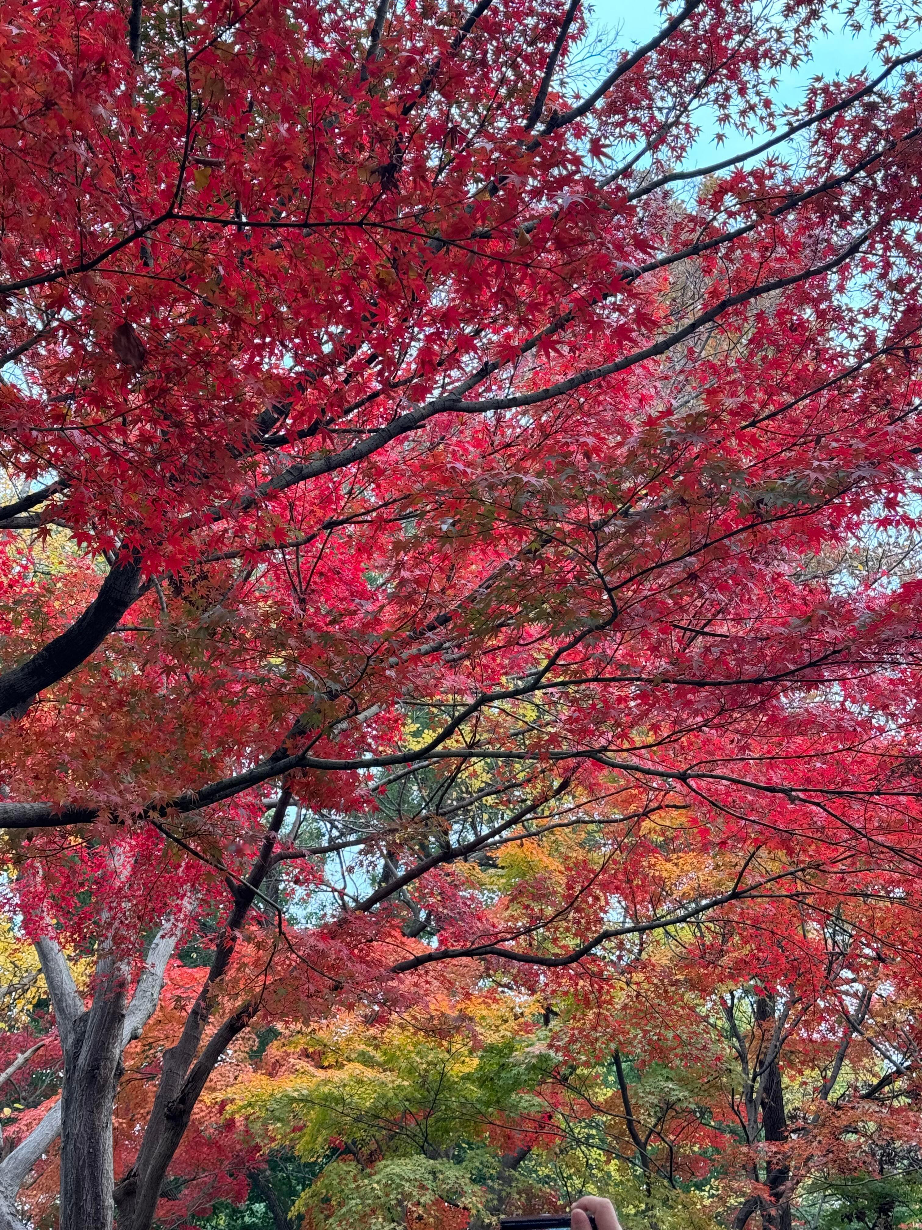 苏州的秋天！！美到封神！！立秋赏秋🍂 