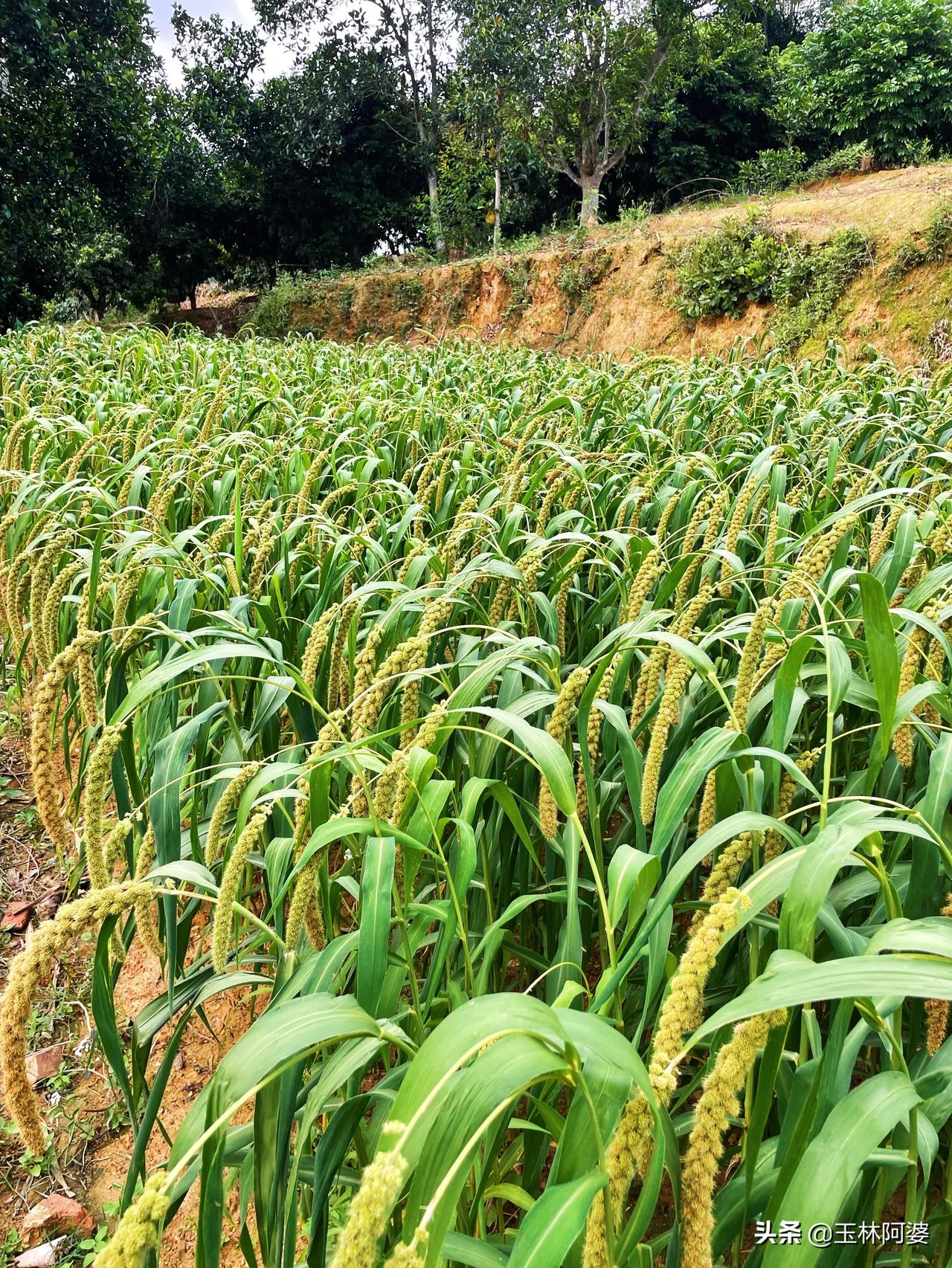 这个你们那叫什么名？我们家乡叫黄粟。快成熟了，大家觉得拿来做什么好吃，想征求点小