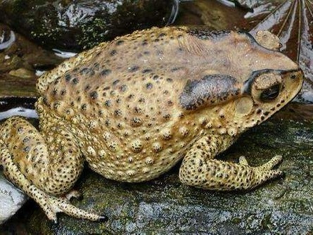 蟾蜍🐸👀 ​​​