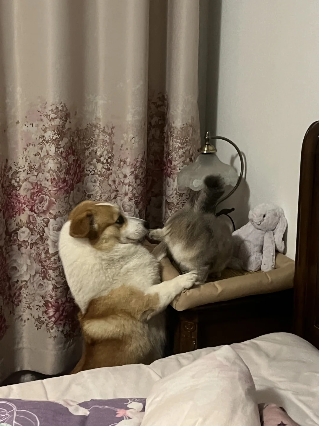 你们不要再打啦～