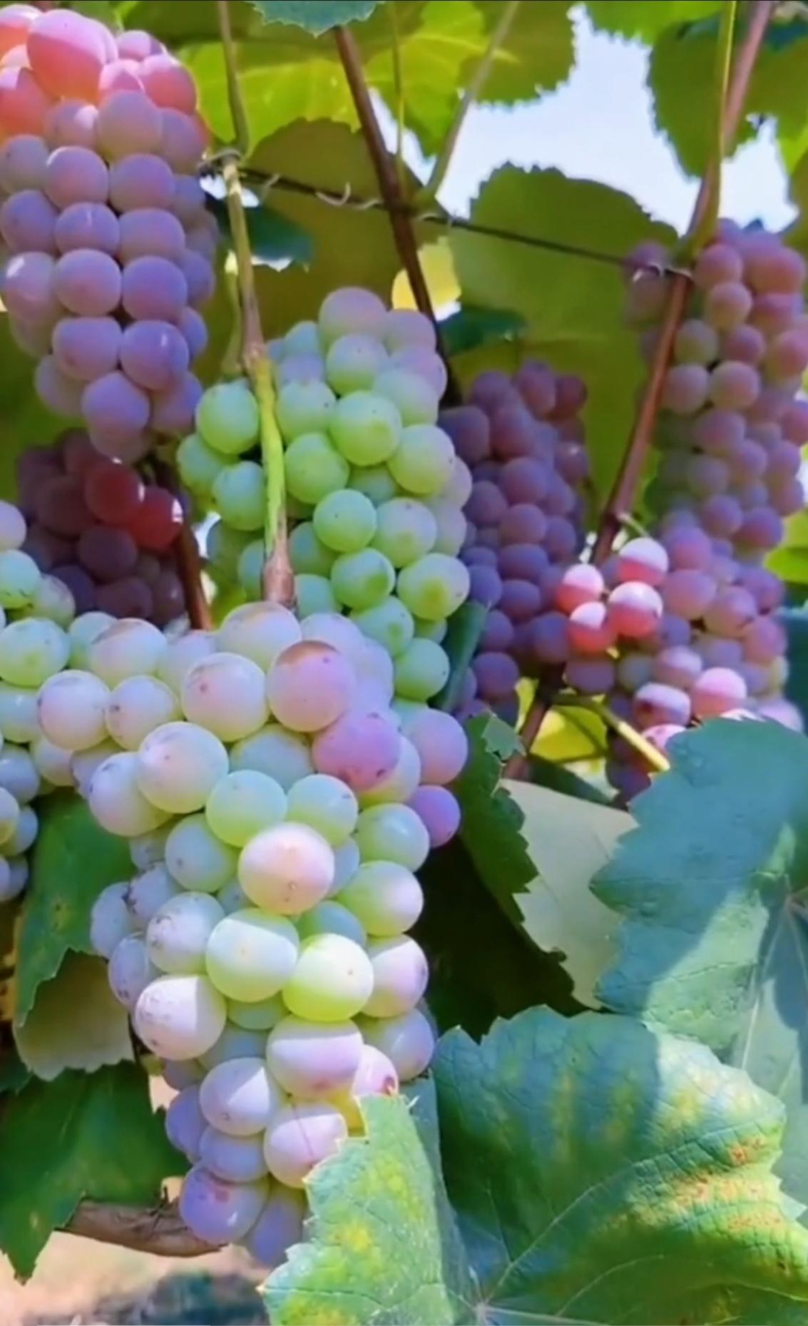 农村纯绿色食品,喜欢吗?