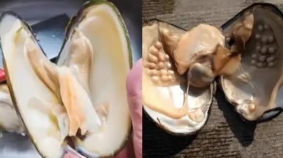 取完珍珠的蚌，蚌肉会怎么处理呢？
小的时候吃过一次河蚌肉，是我妈做的一道清水河蚌