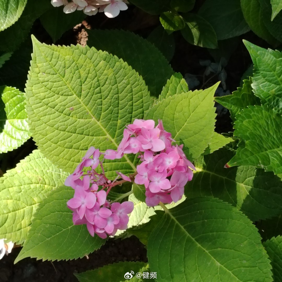 小暑喜乐，发岁无忧～ 